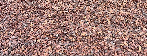 Ethical Sourcing