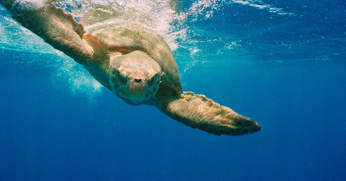 Aumento de tartarugas-cabeçudas em Magé mobiliza biólogos e pescadores