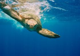 Aumento de tartarugas-cabeçudas em Magé mobiliza biólogos e pescadores