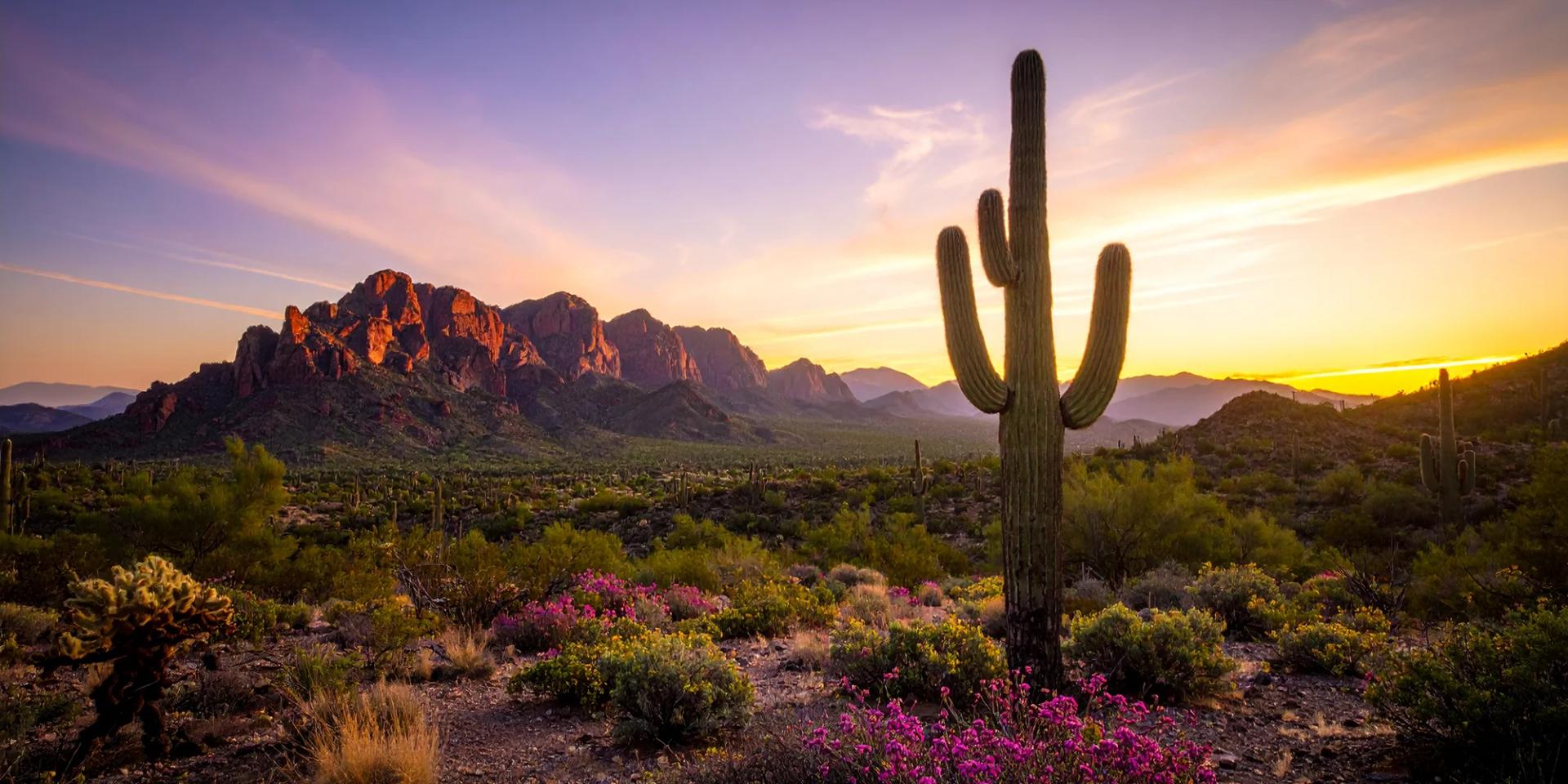 Desert landscape with a saguaro cactus and mountains at golden hour