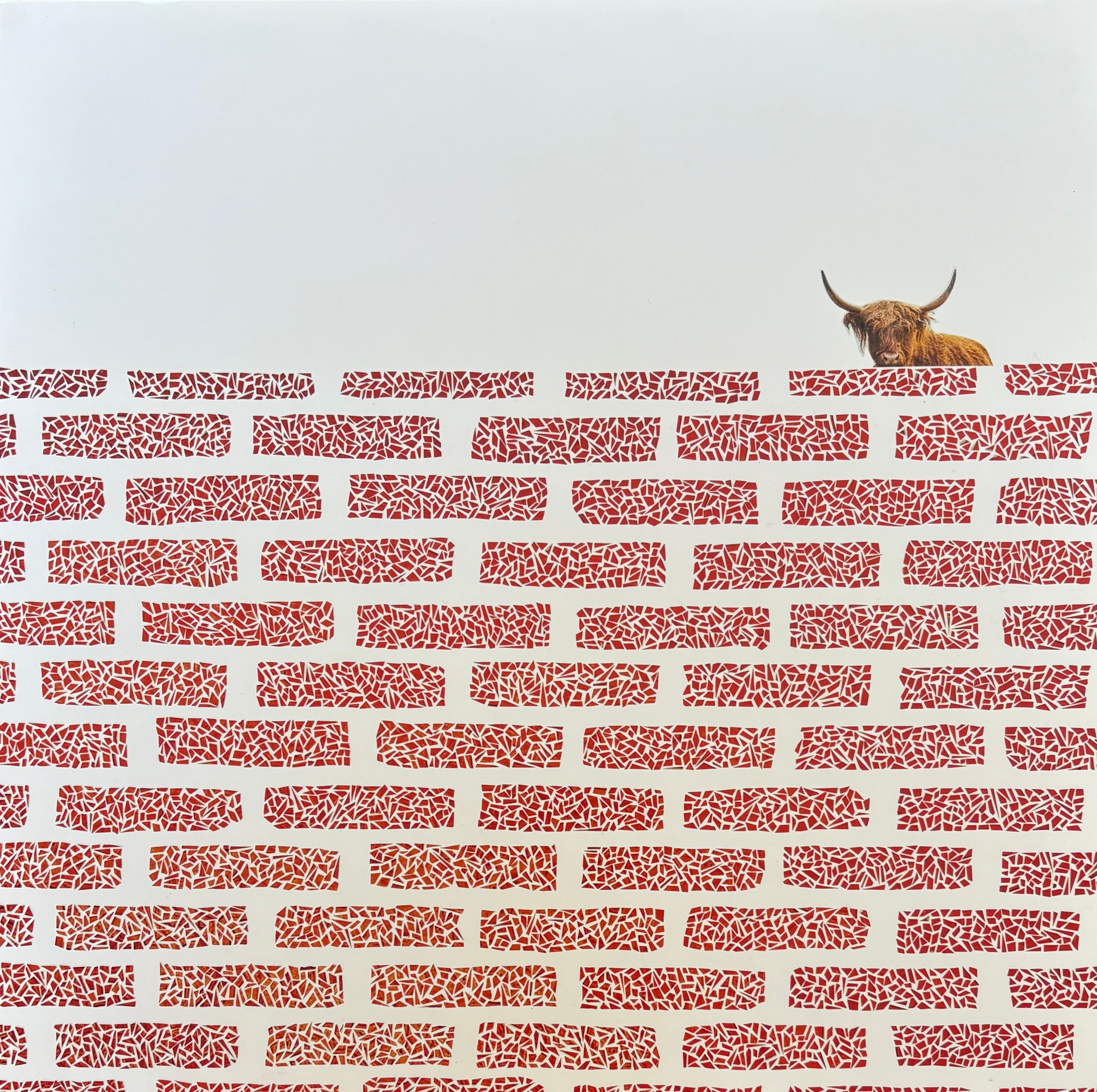 Neighbor (Highland Cow)