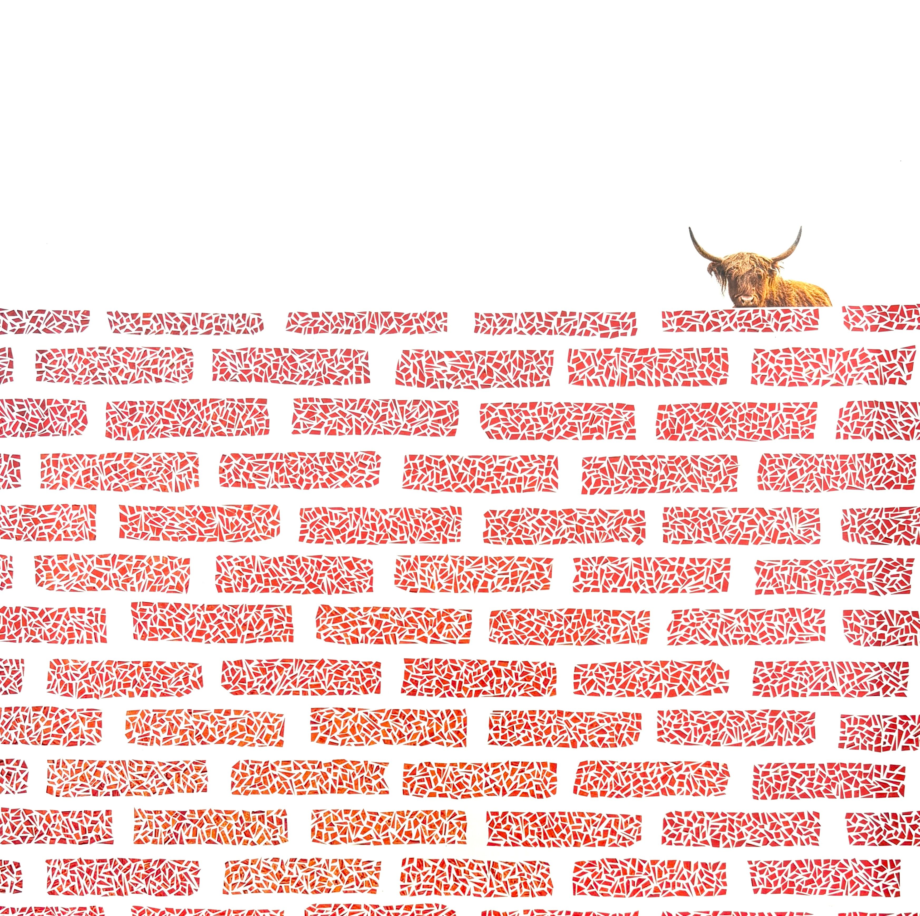 Neighbor (Highland Cow)