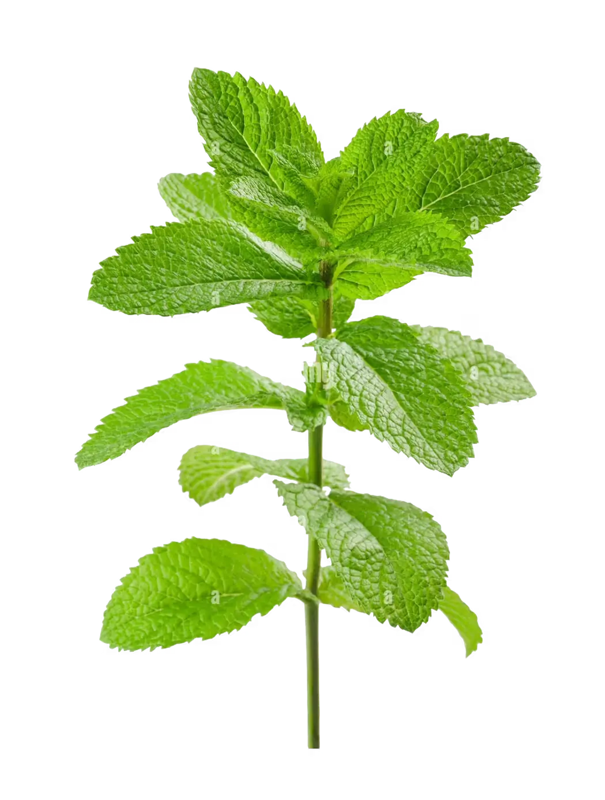 A sprig of fresh mint