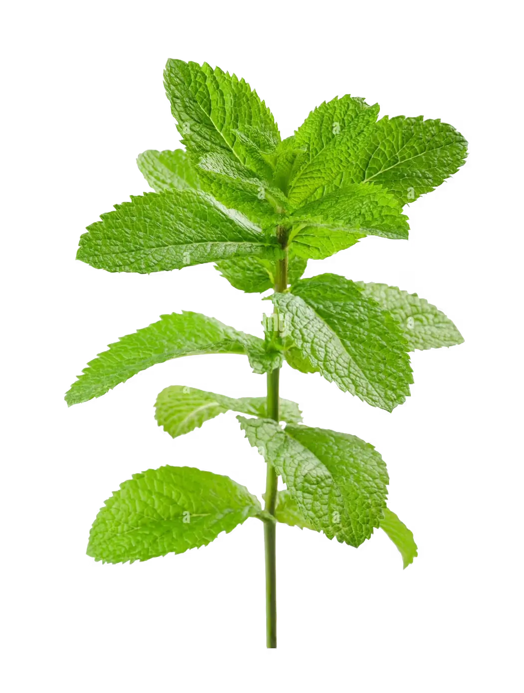 A sprig of fresh mint