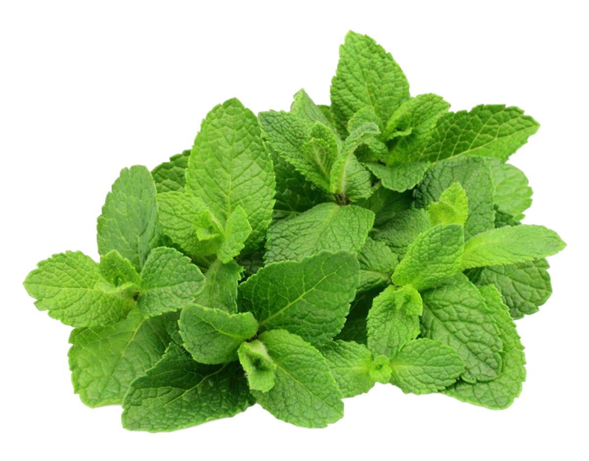 Fresh Mint