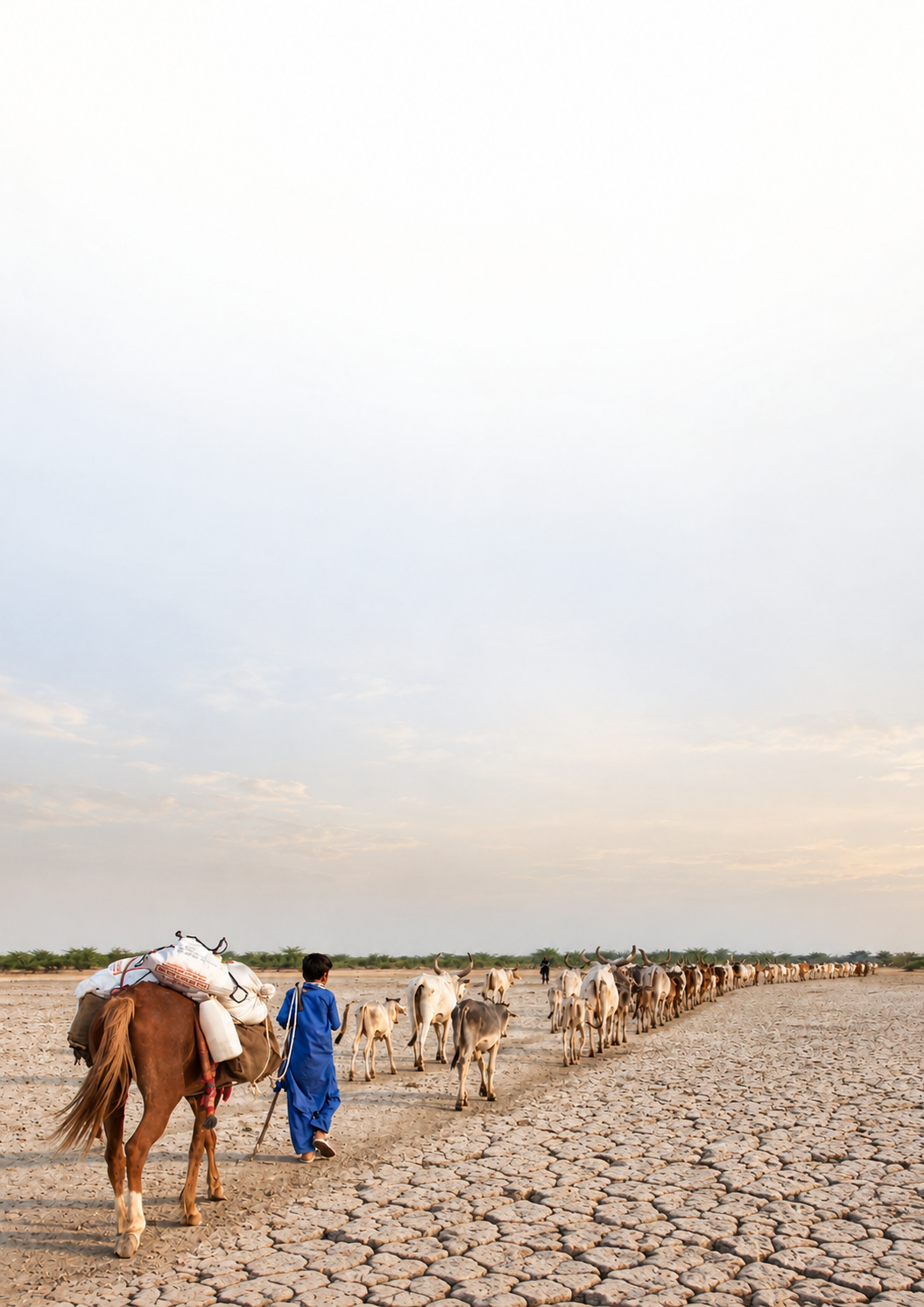 A young herder in a blue kurta walks beside a loaded horse, leading a long line of cattle across cracked, parched earth