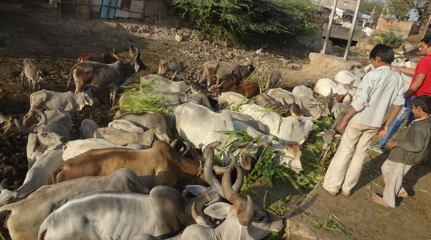 2 kids and a men looking at cattle (more than 10) eating 
