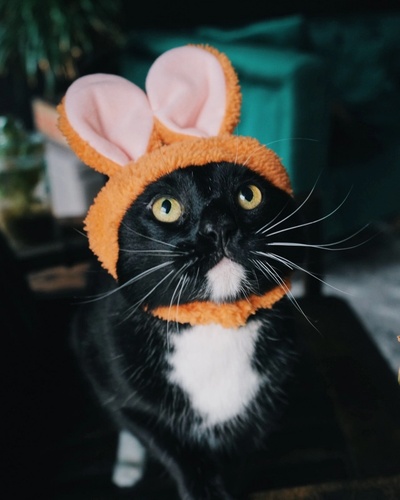 Teo, a cat, wearing an orange bunny ear hat
