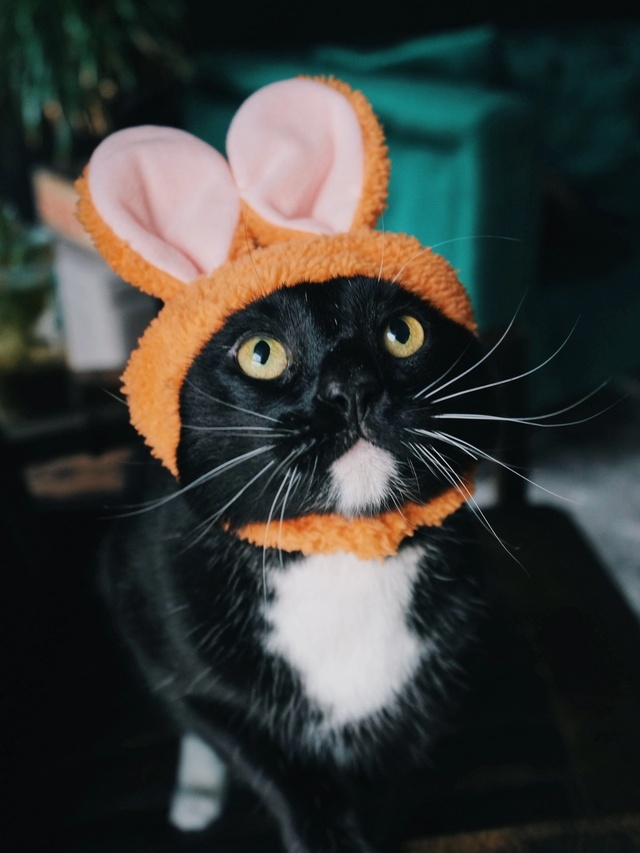 Teo, a cat, wearing an orange bunny ear hat