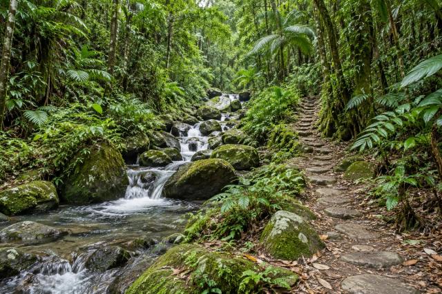 Tijuca: Waldweg zum Mirante da Cascatinha