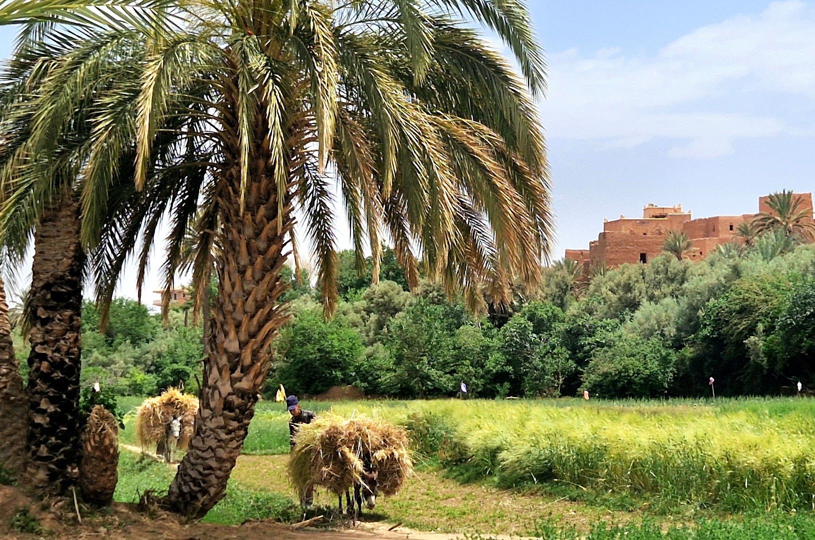 Palmeraie de Tinghir - View 3