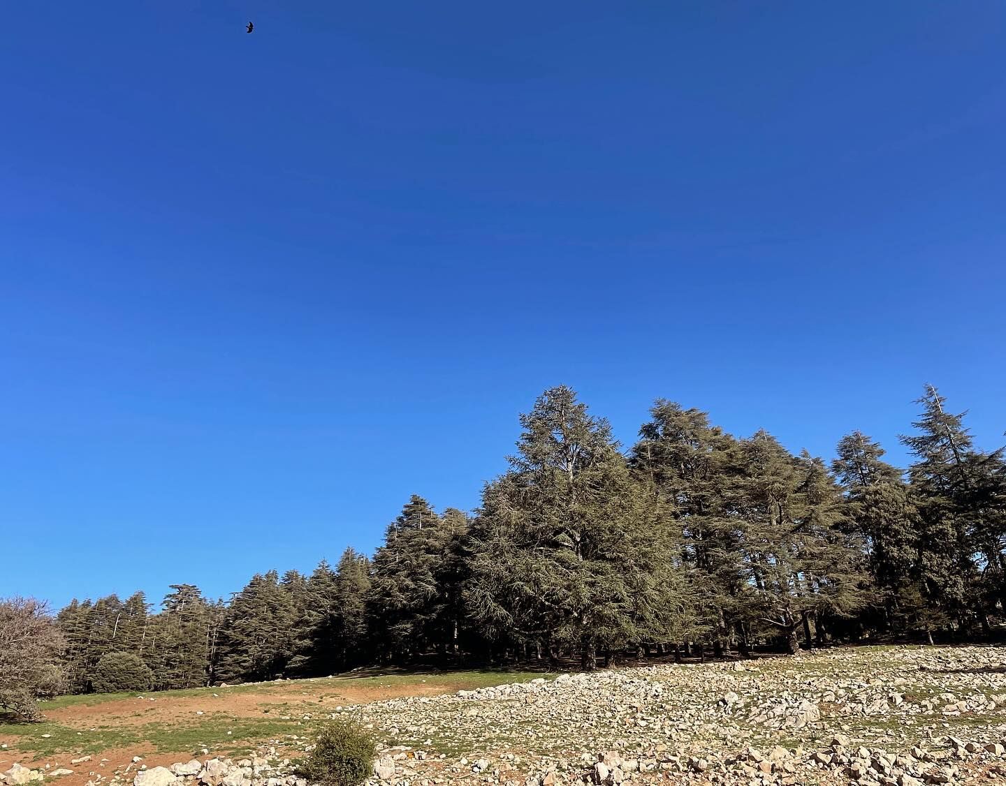 Forêt de Cèdre Gouraud - View 2