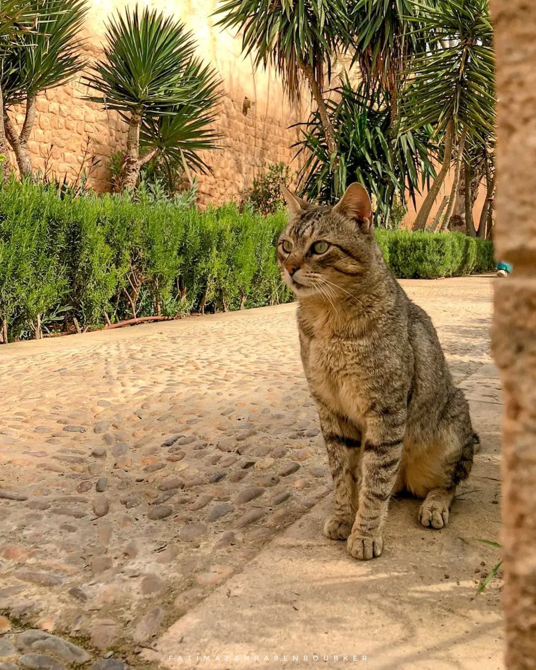 Andalusian Gardens - View 3