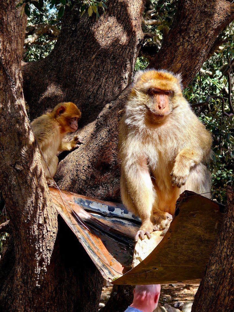 Forêt des singes - View 2