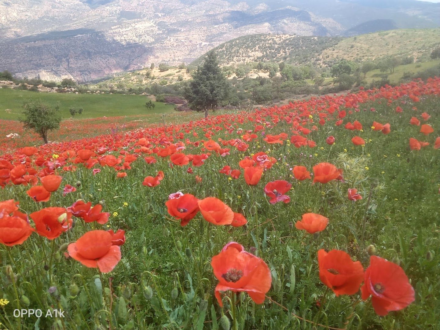 Parc national du Haut Atlas occidental