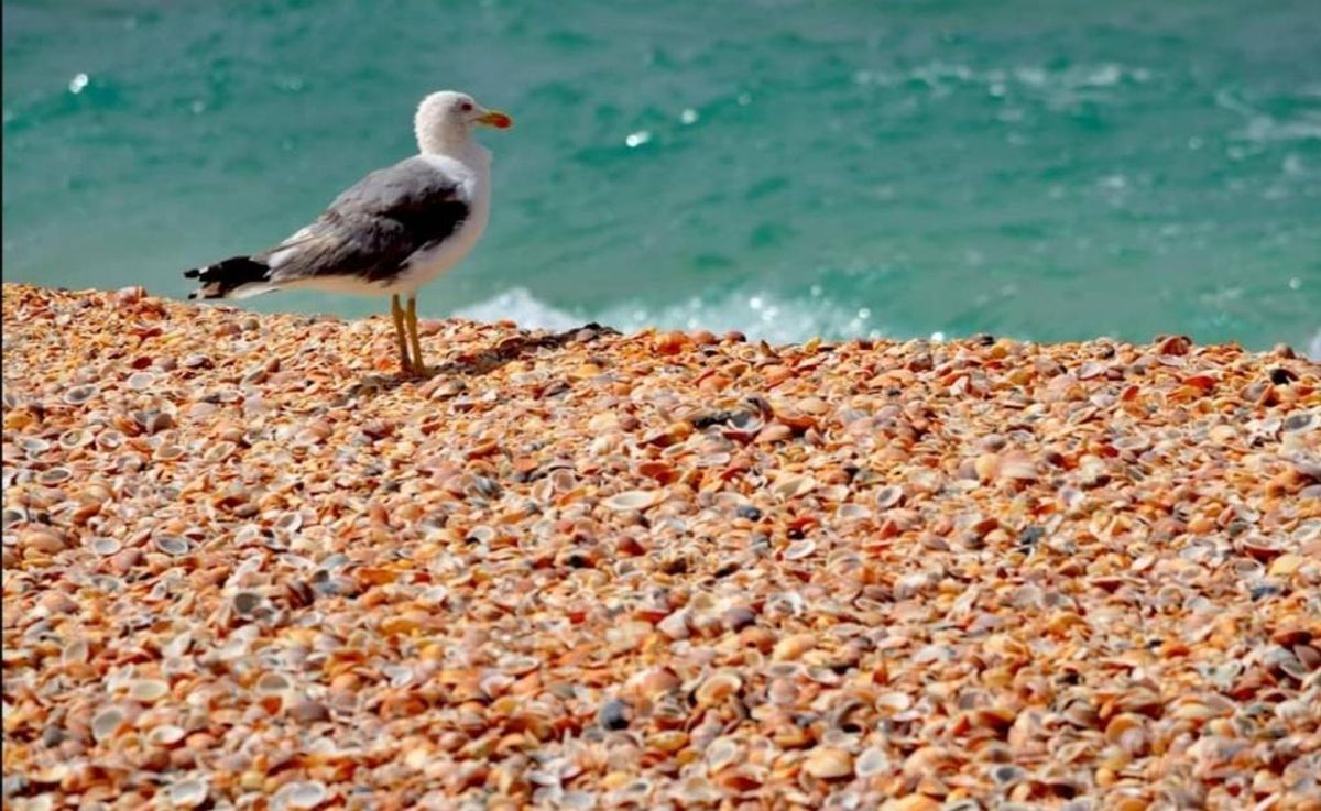  Kariat Arkmane Beach