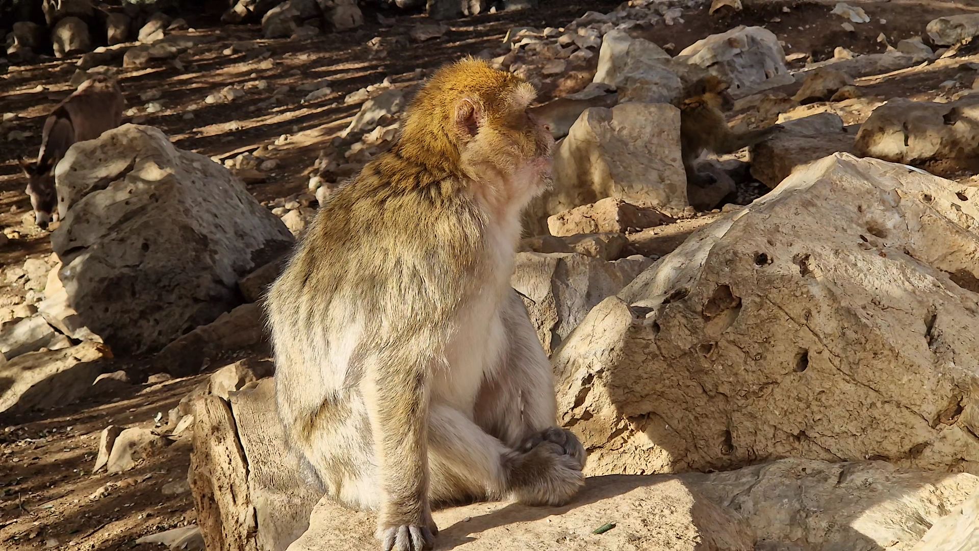 Forêt des singes