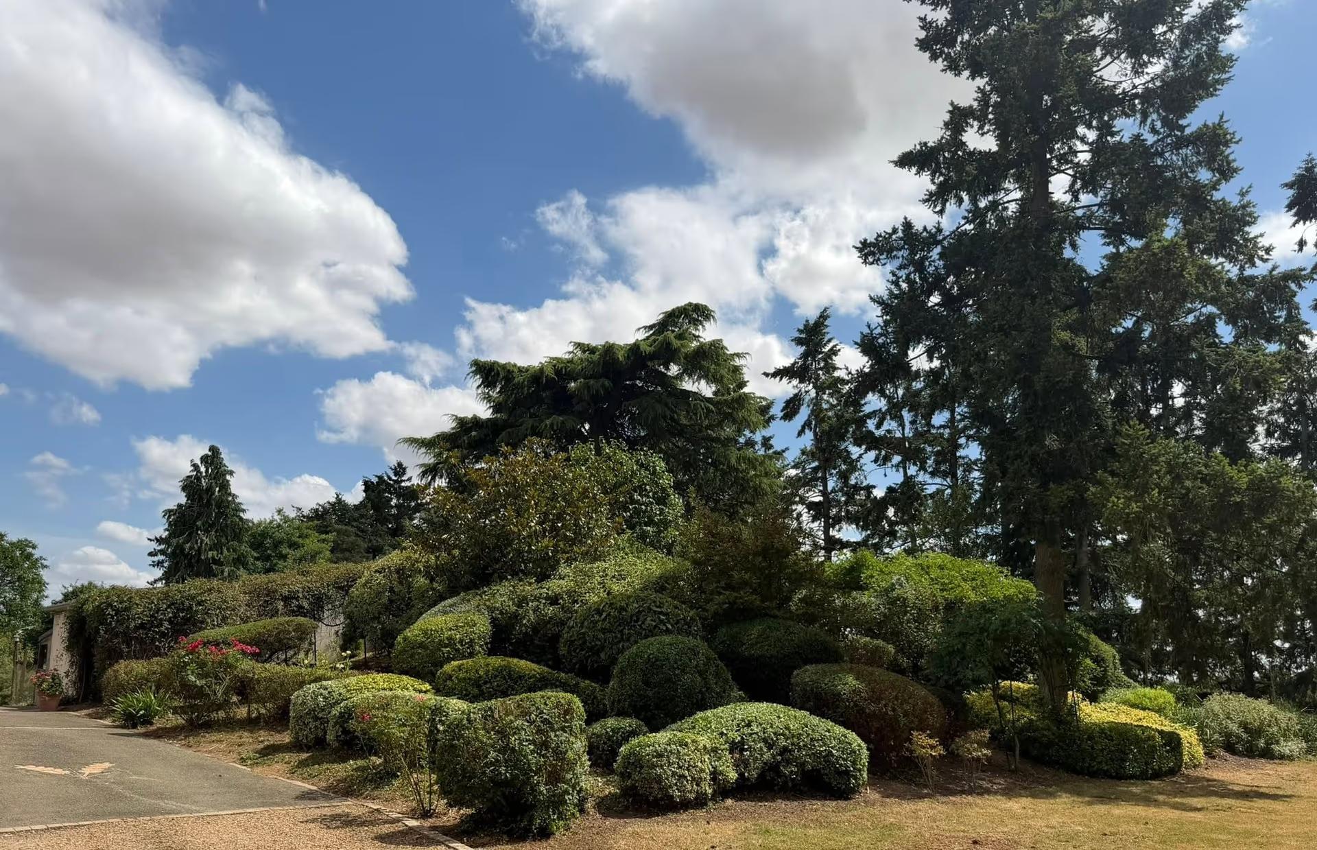 Massif de topiaires taillées en boules sur un talus, devant de grands cèdres