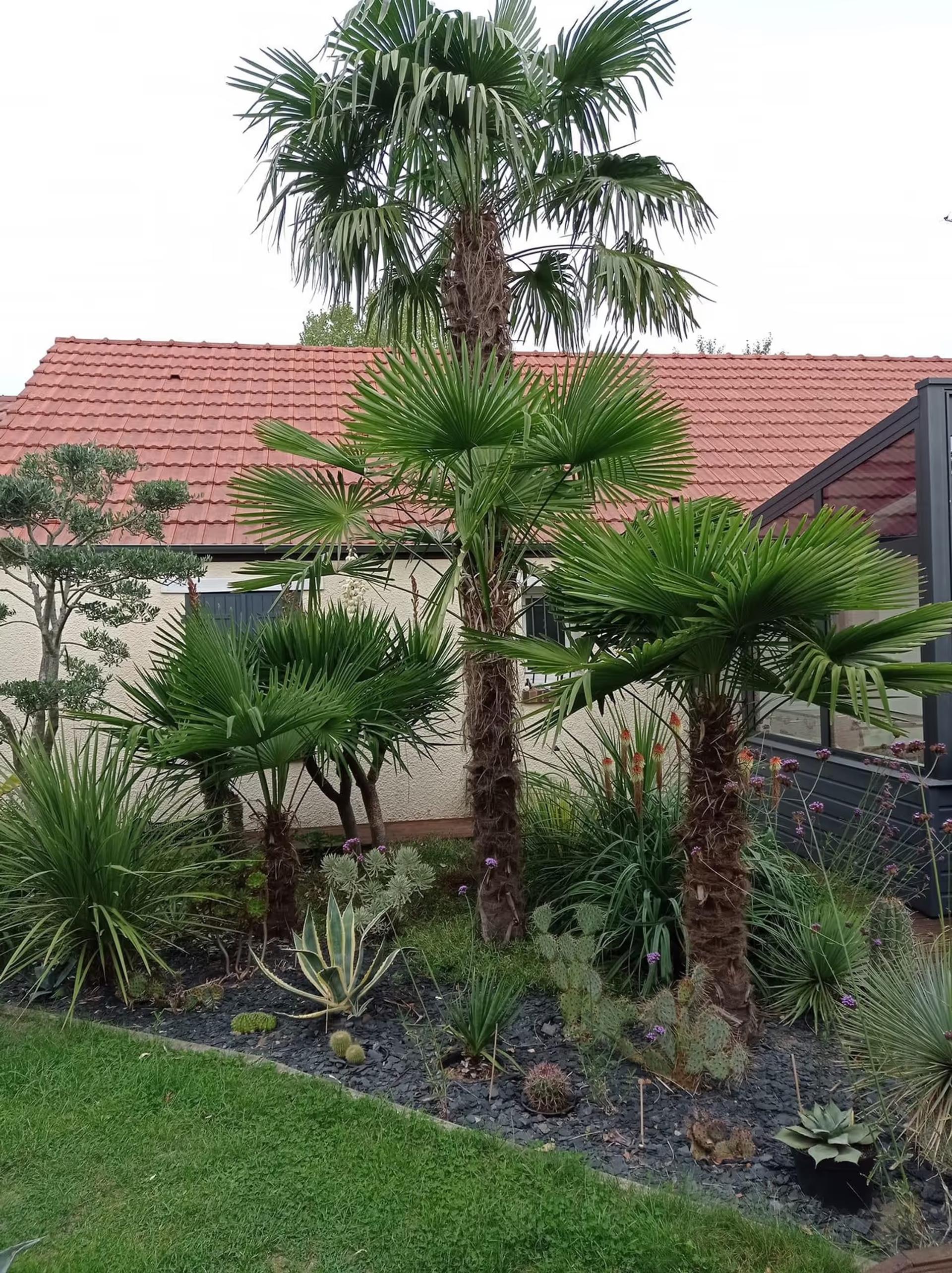 Massif de palmiers, yuccas et agaves planté devant une maison