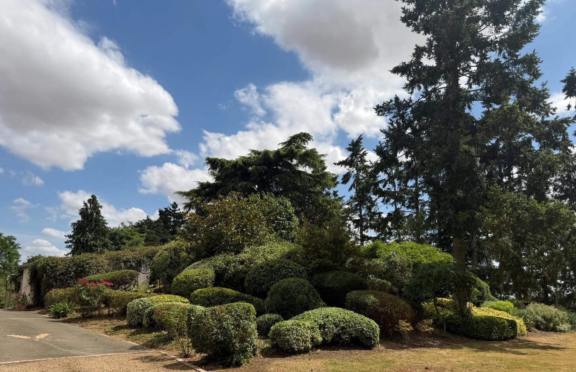 Massif de topiaires taillées en boules sur un talus, devant de grands cèdres
