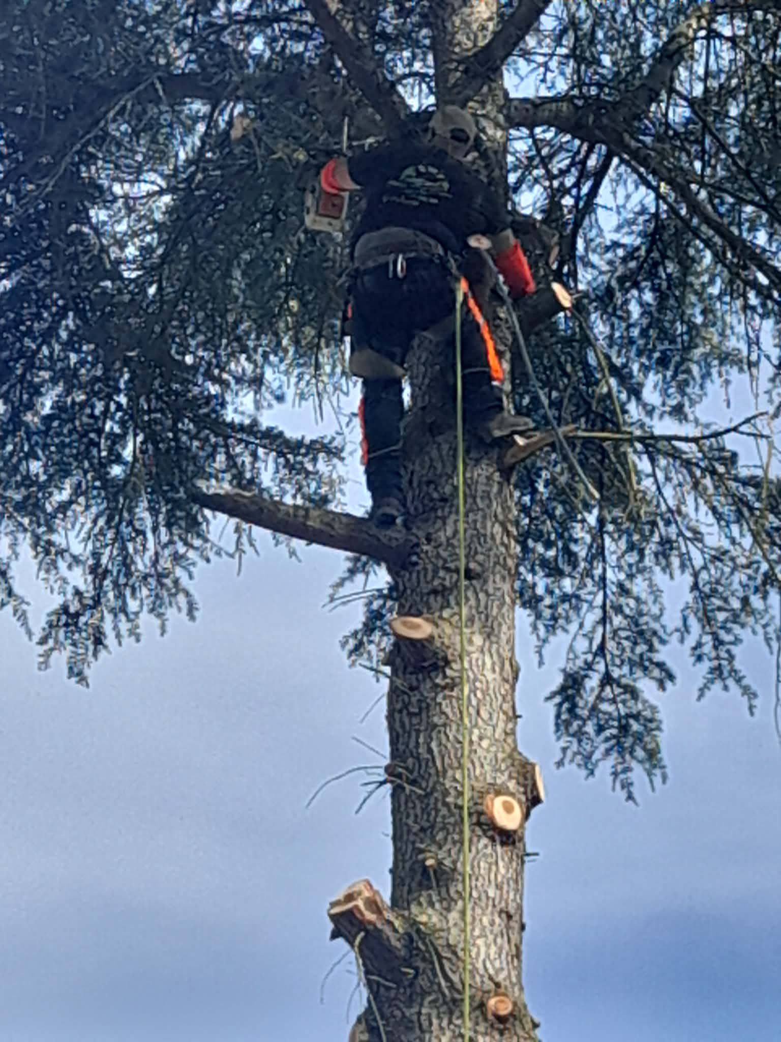 Élagueur en harnais et équipement de sécurité, en cours de démontage d’un grand conifère branche par branche