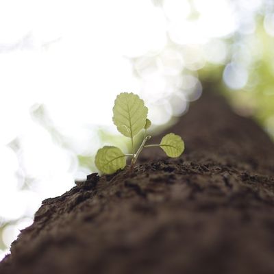 Vos collaborateurs, vos meilleurs ambassadeurs : Le secret d'une marque qui rayonne