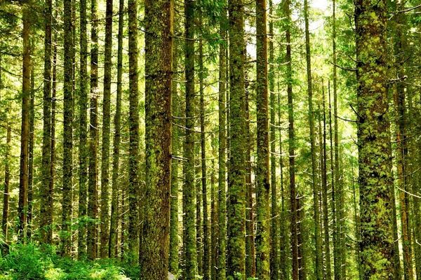 green and brown trees during daytime