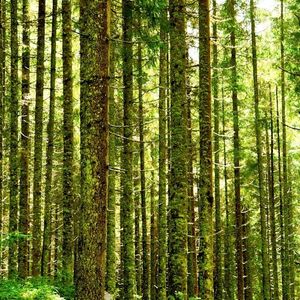 Votre empreinte compte : Devenez l'architecte d'un futur durable avec la RSE