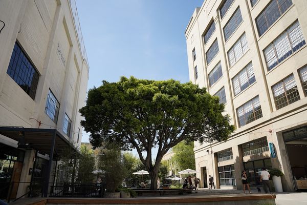 Courtyard with large tree and modern buildings