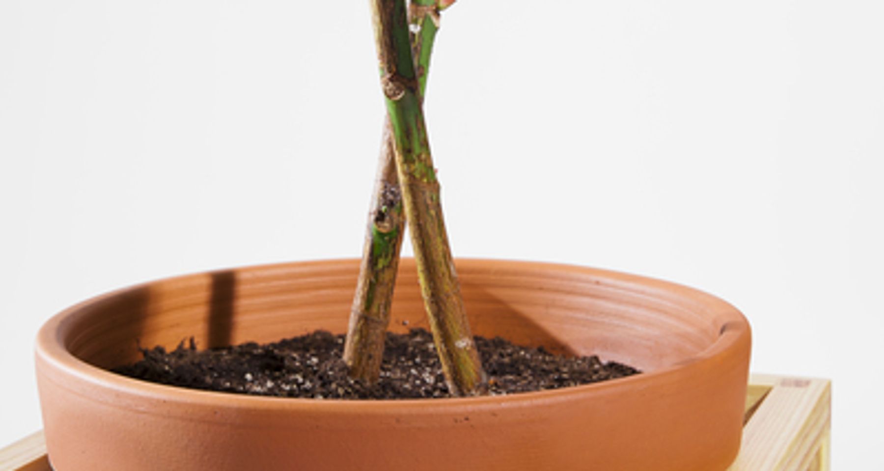 Frame Planter Tall by Trey Jones Studio