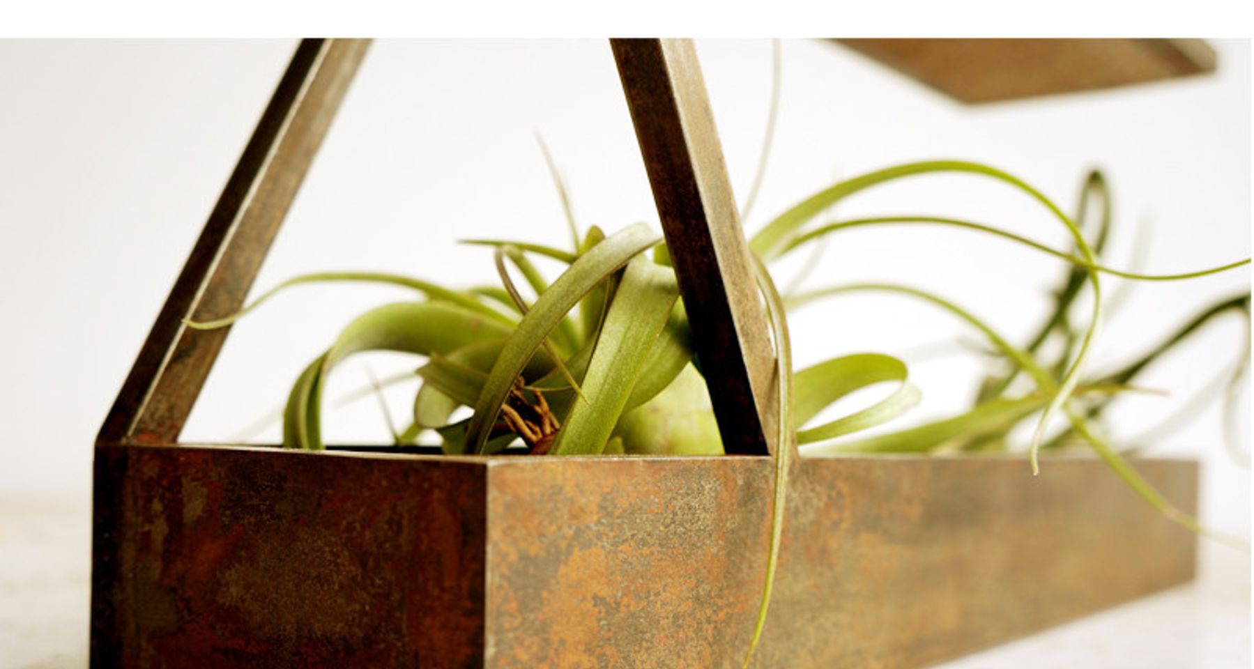 Mini II - Mobius Terrarium  by Plant-In City