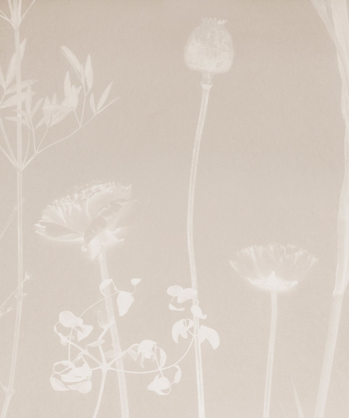 THISTLE (Flora Collection)