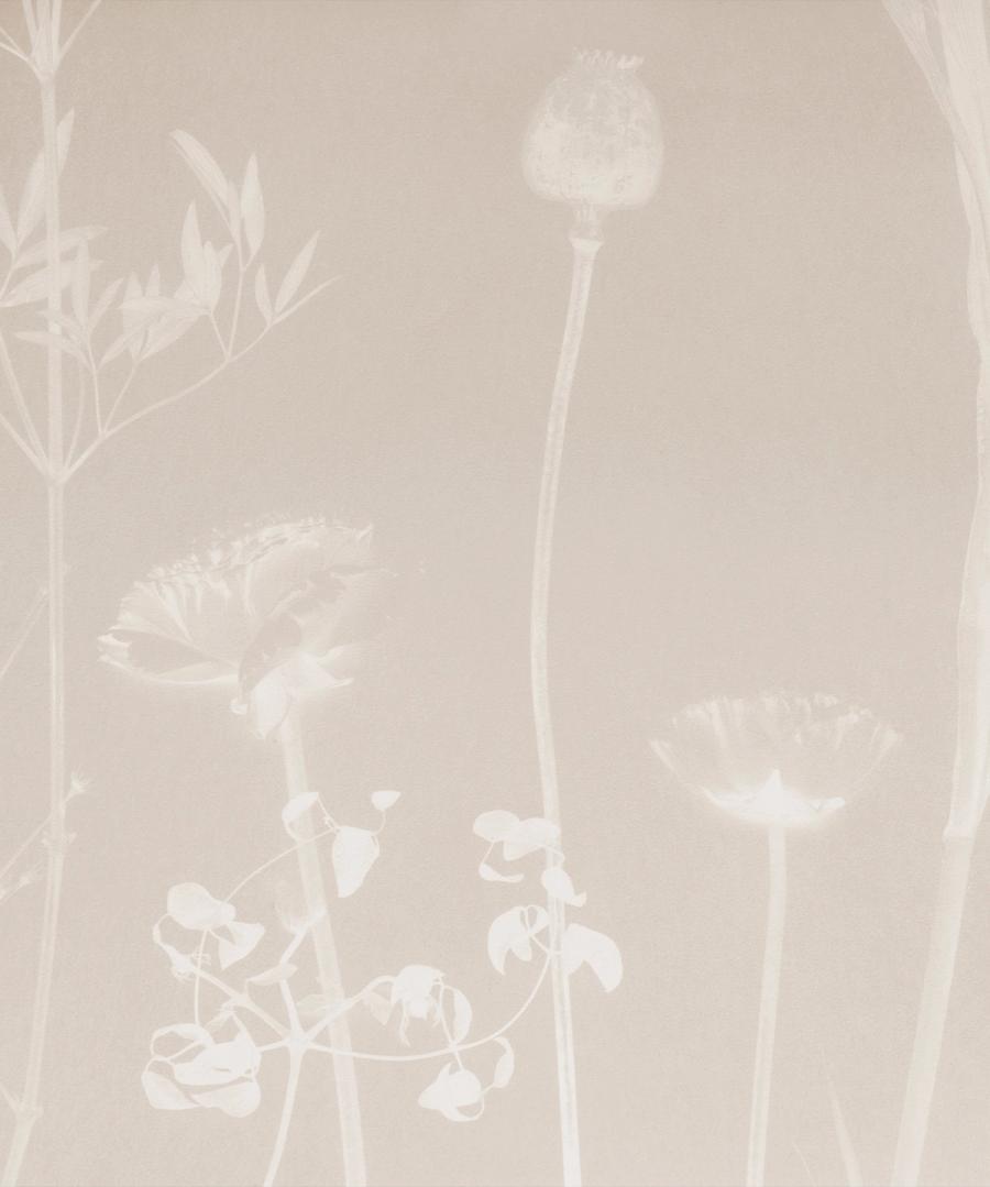 THISTLE (Flora Collection)