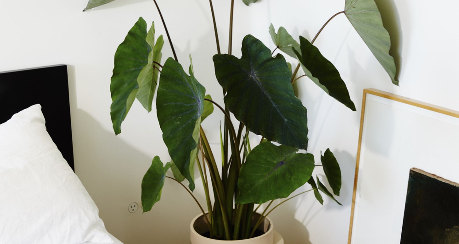 Vayu Floor Planter by Light + Ladder