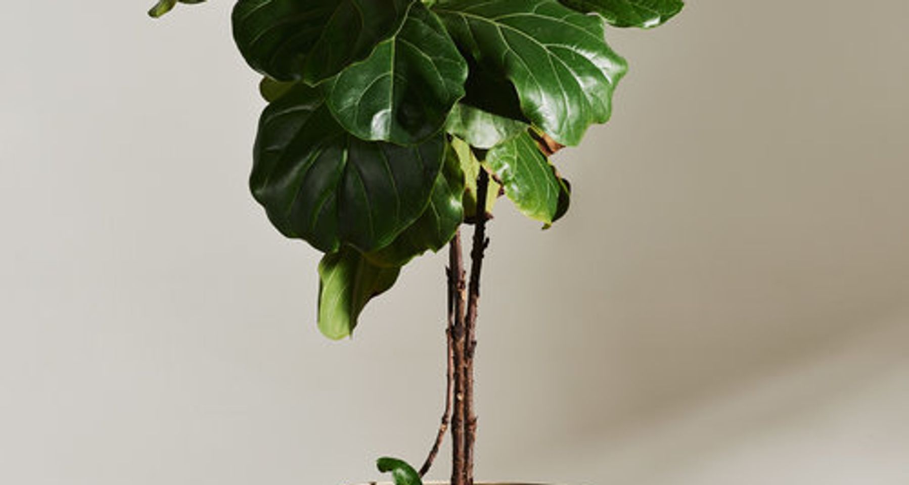 Vayu Floor Planter by Light + Ladder