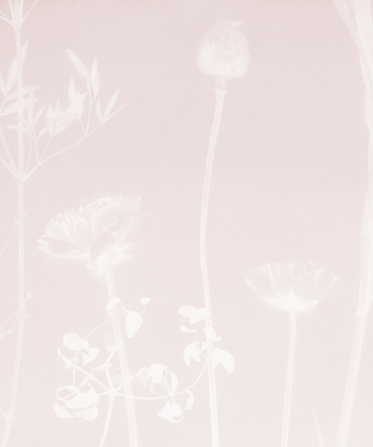 AZALEA (Flora Collection)