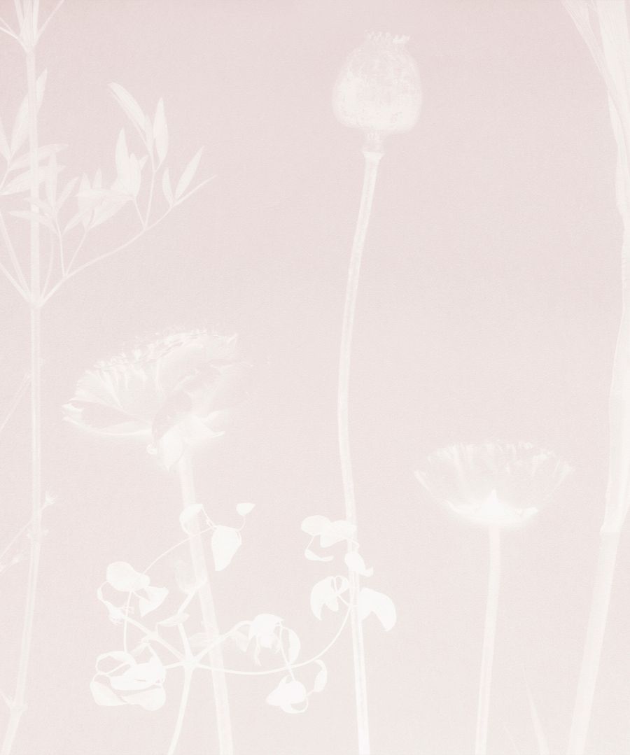 AZALEA (Flora Collection)