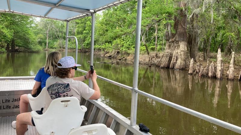Honey Island Swamp at Pearl River, Louisiana — cypress canopy and still water
