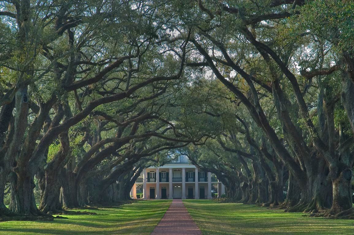Oak Alley Trees