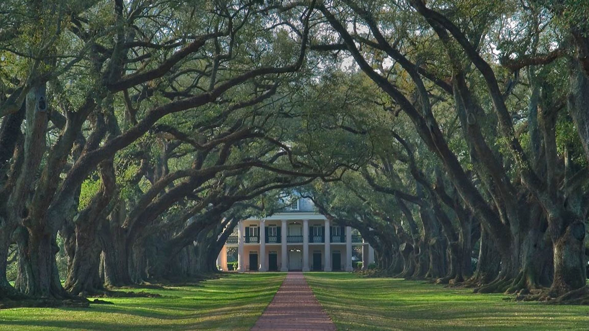 Oak Alley Trees