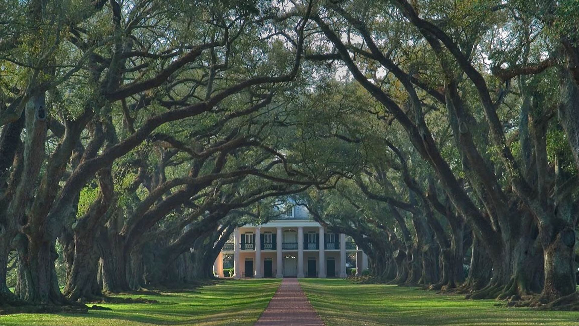 Oak Alley Trees