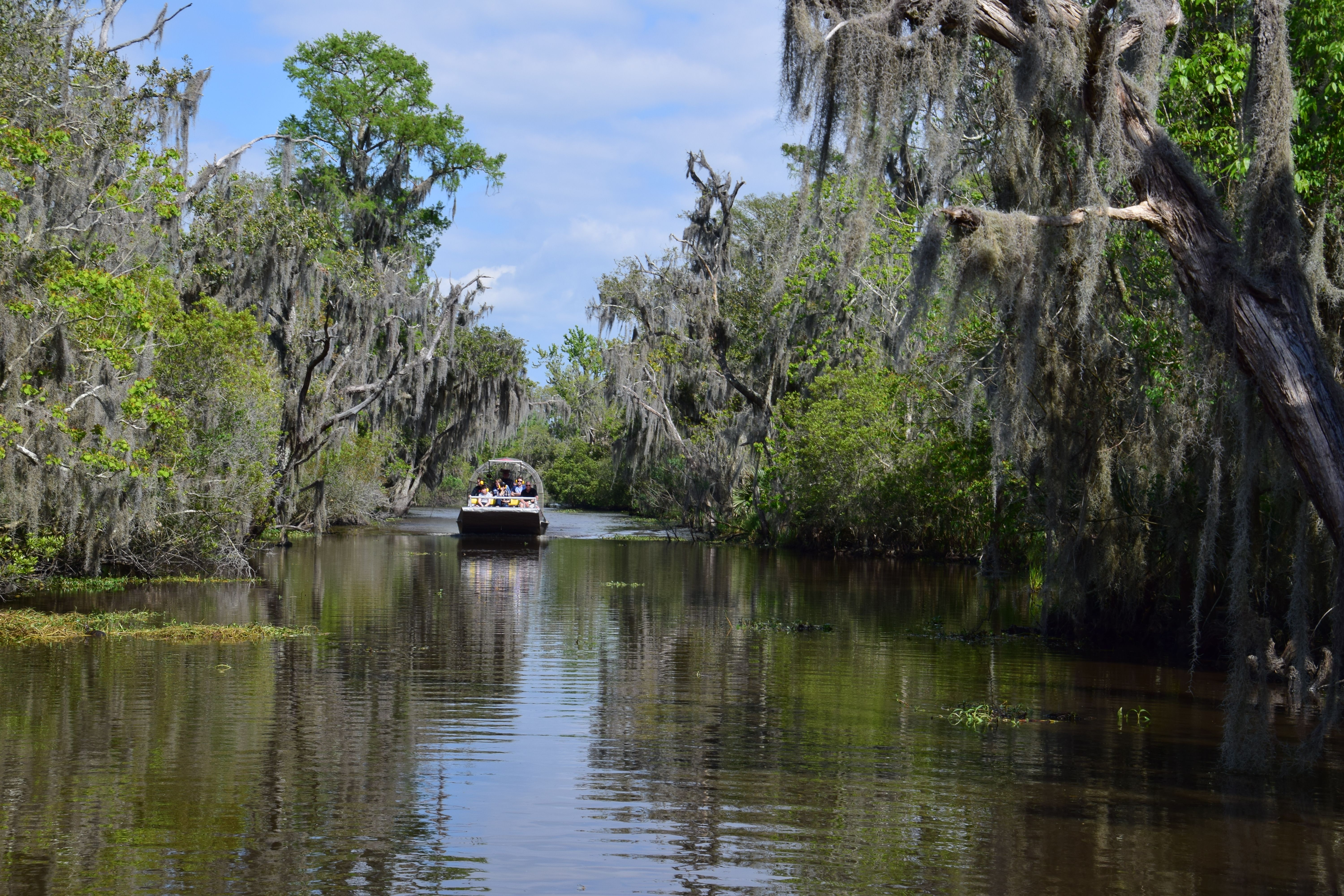 Airboat cruising through cypress tunnel with Spanish moss in Louisiana bayou
