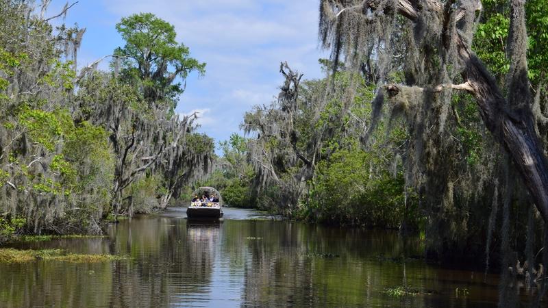 Airboat cruising through cypress tunnel with Spanish moss in Louisiana bayou