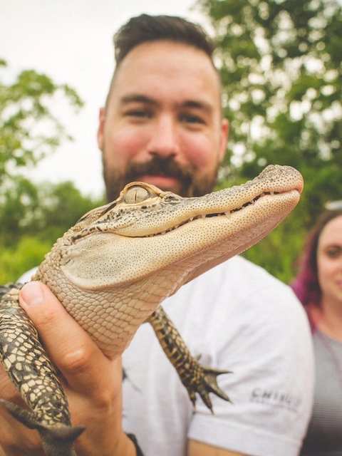 Guest holding a baby alligator on a New Orleans swamp tour - the real Louisiana experience