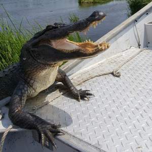 Alligator with mouth wide open on airboat deck - thrilling swamp encounter