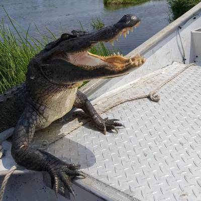 Alligator with mouth wide open on airboat deck - thrilling swamp encounter