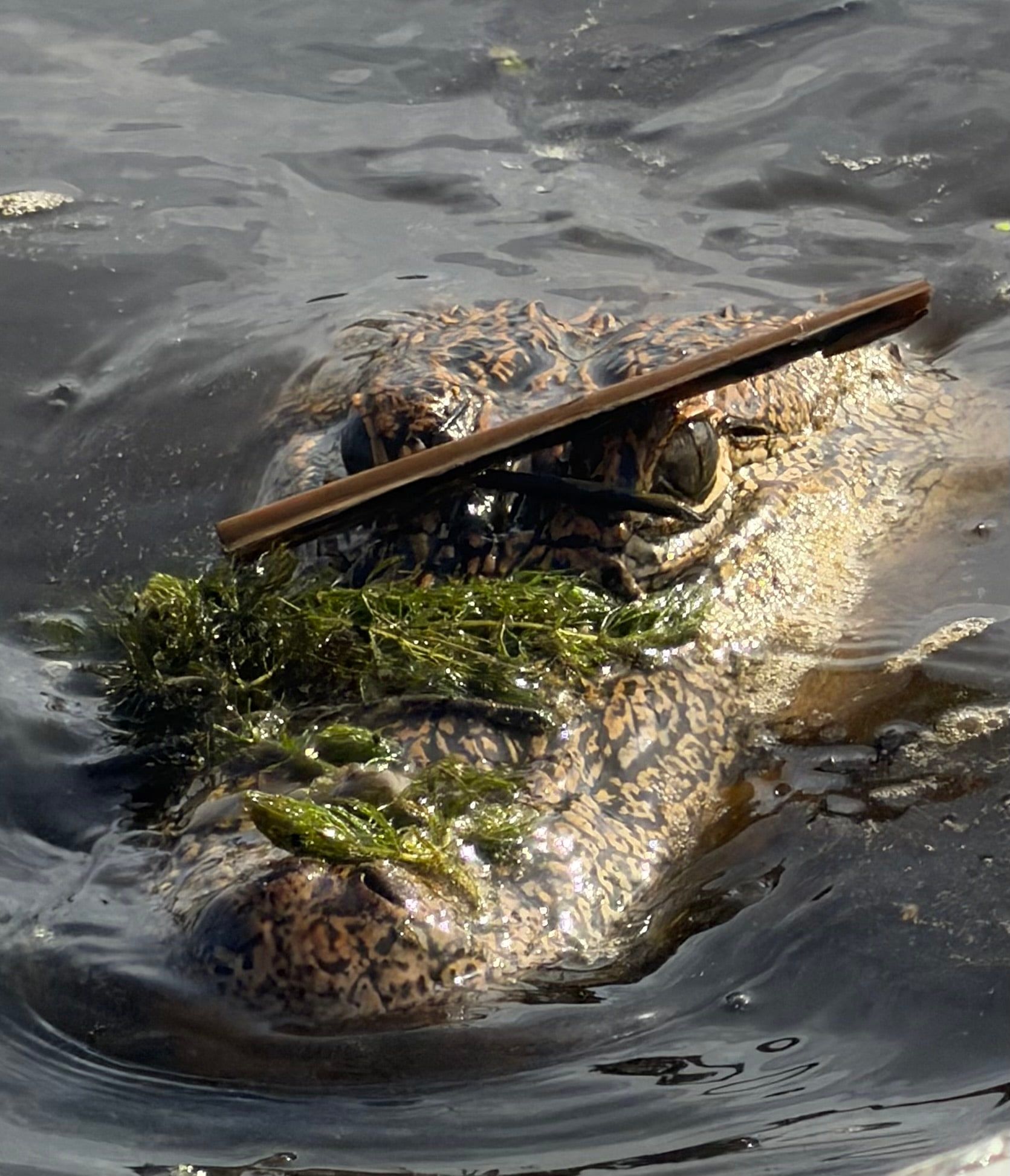 Alligator surfacing right beside the airboat with duckweed and a reed caught across its head