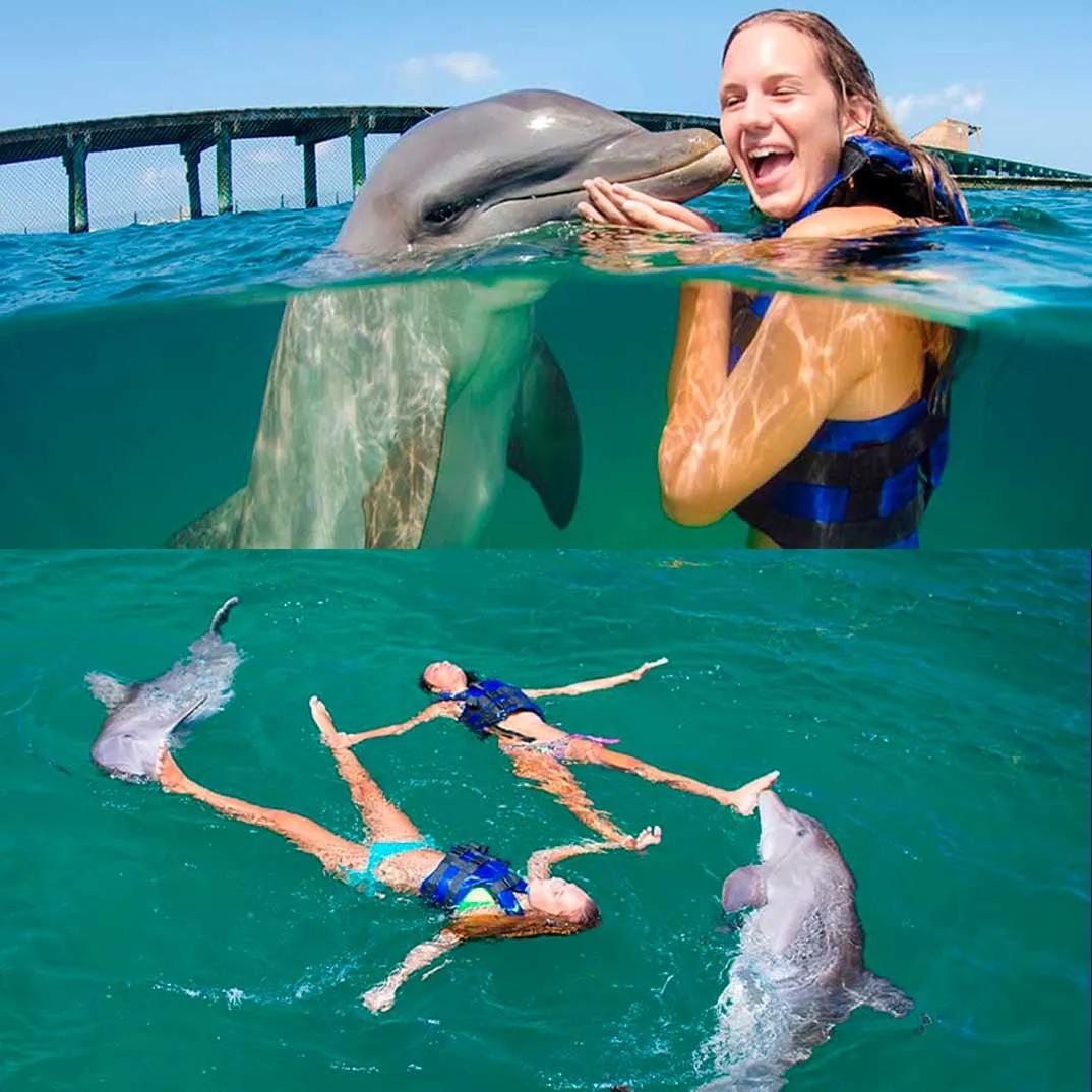 Swim with Dolphins Explorer — 1