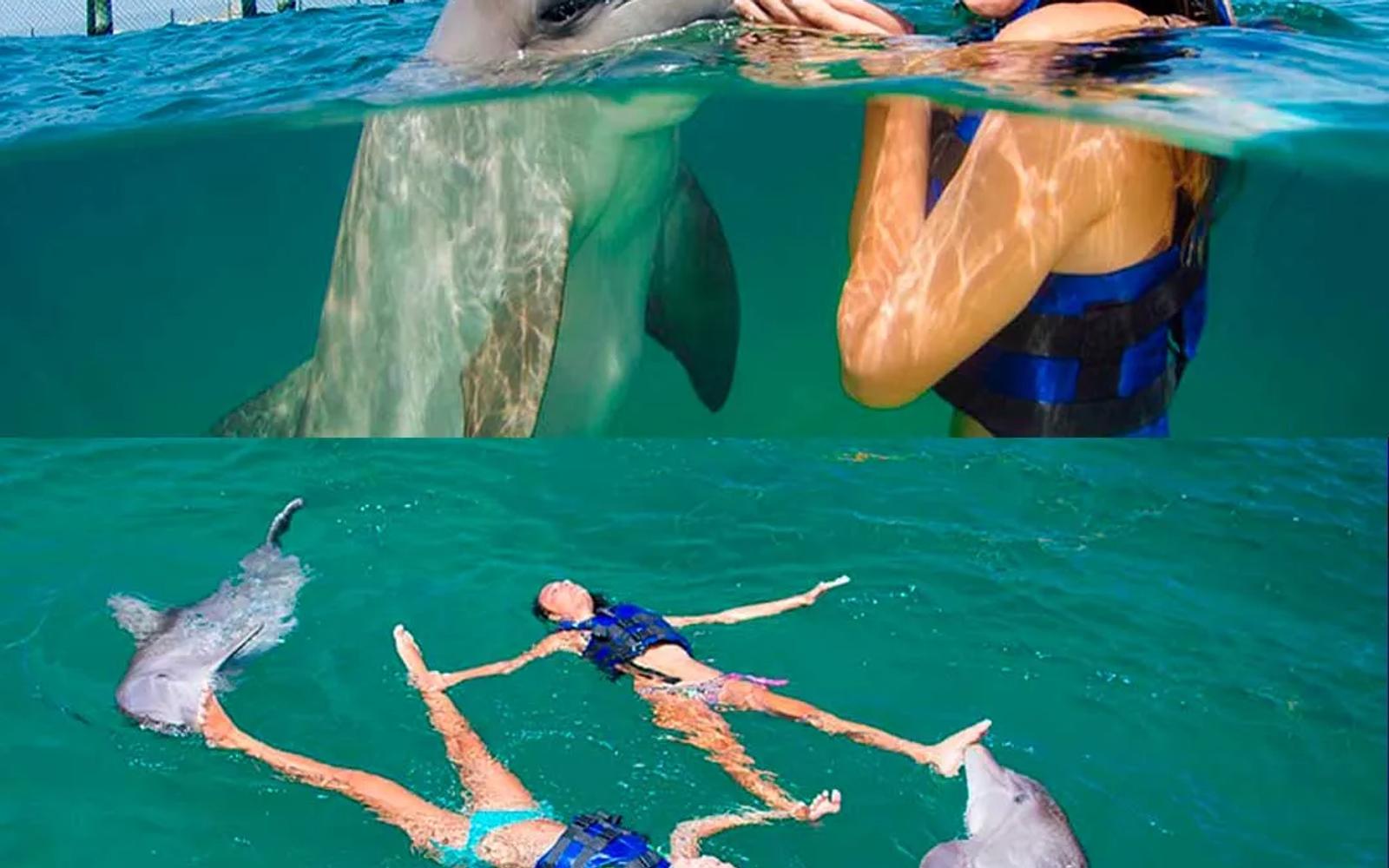 Swim with Dolphins Explorer image 1