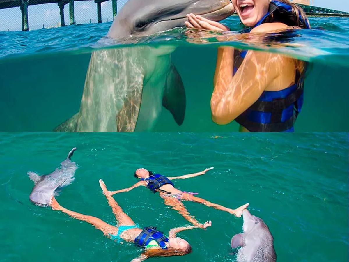 Swim with Dolphins Explorer image 1